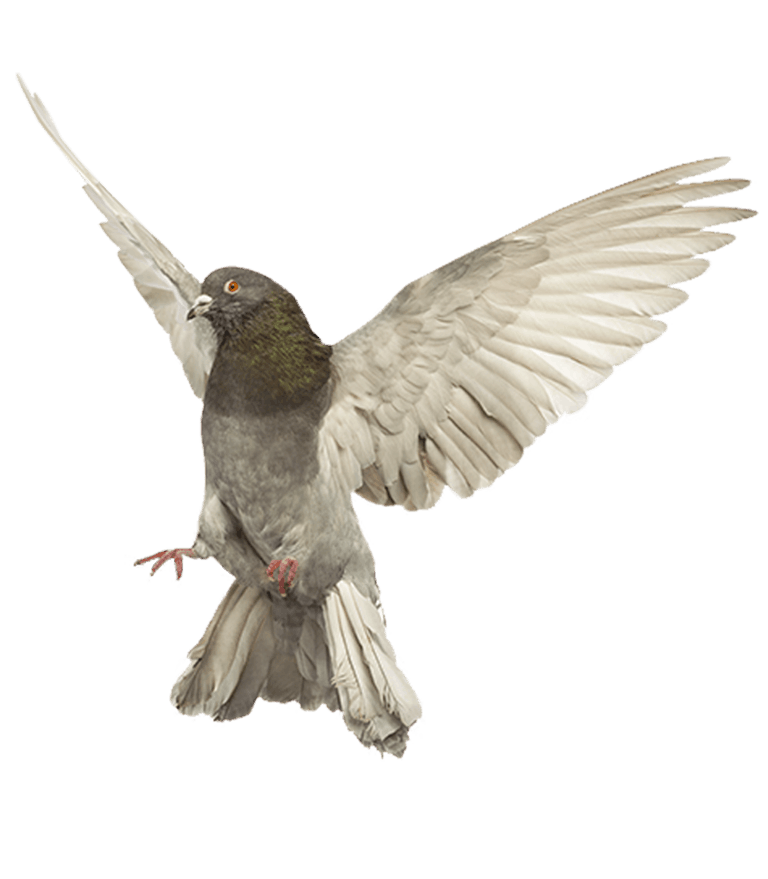 pigeon aux ailes déployées