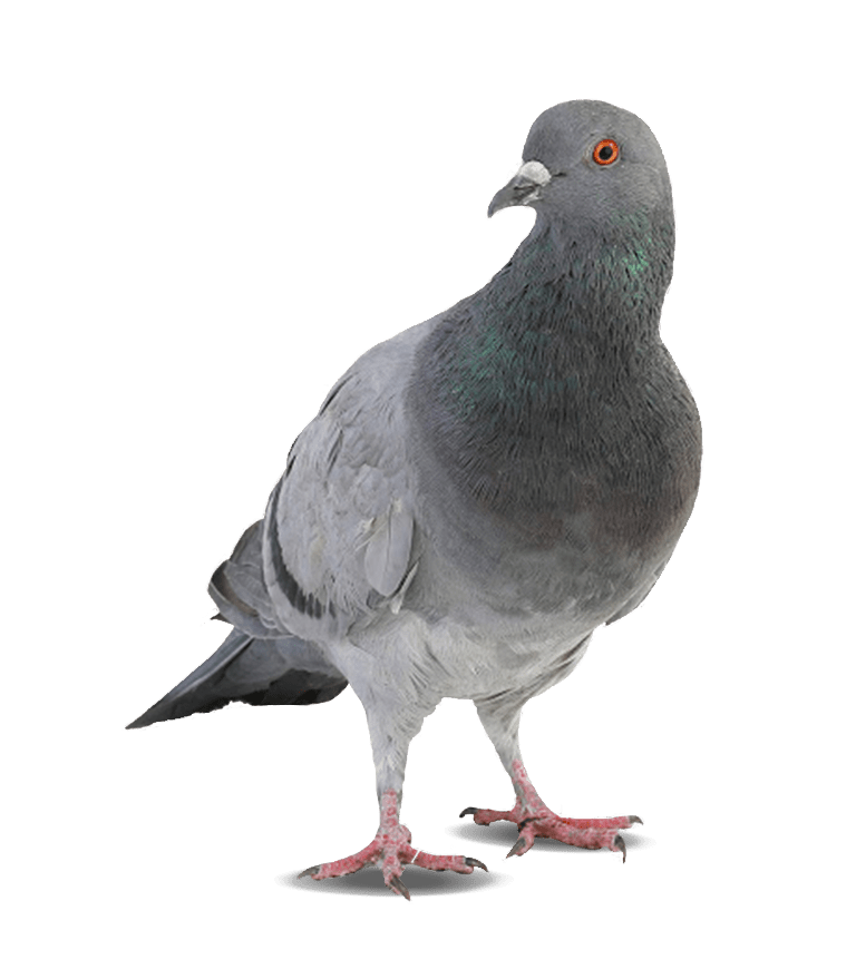 pigeon de face