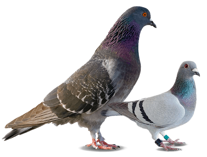 éloigner les oiseaux et les pigeons