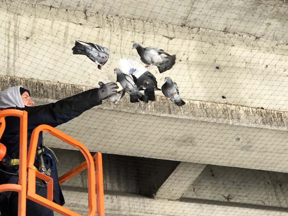 employé de monsieur pigeons manipulant des pigeons