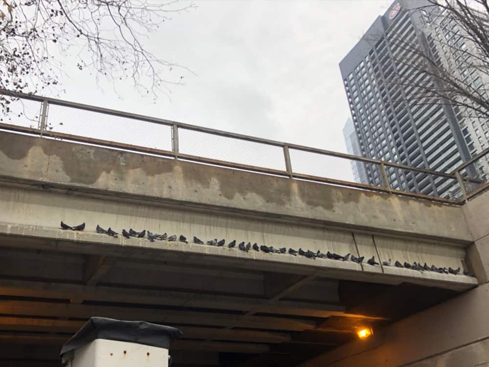 pigeons sur corniche de tunnel