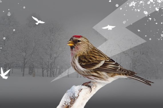 article aider les oiseaux cet hiver